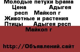 Молодые петухи Брама  › Цена ­ 1 500 - Адыгея респ., Майкоп г. Животные и растения » Птицы   . Адыгея респ.,Майкоп г.